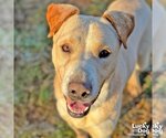 Small Photo #4 Labrador Retriever-Unknown Mix Puppy For Sale in Washington, DC, USA