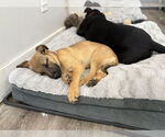Small Shepradors