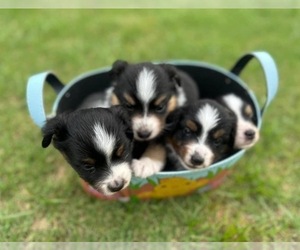 Miniature Australian Shepherd Puppy for sale in GILBERT, AZ, USA
