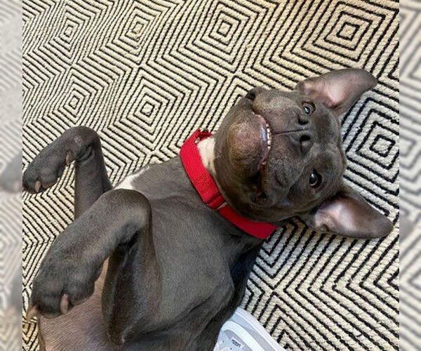 Medium Photo #10 American Pit Bull Terrier-Unknown Mix Puppy For Sale in Princeton, MN, USA