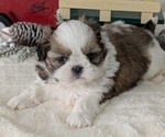 Small Photo #48 Shih Tzu Puppy For Sale in GOSHEN, IN, USA