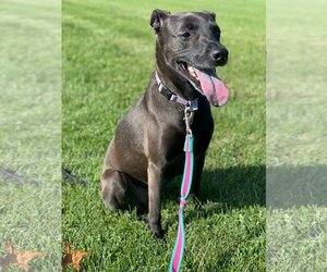 Labrador Retriever-Staffordshire Bull Terrier Mix Dogs for adoption in Doylestown, PA, USA