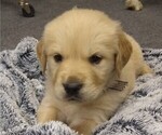 Puppy Churchill English Cream Golden Retriever
