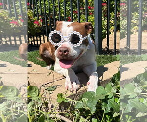 Daisy - Male American Boston Bull Terrier Dog for Adoption - Photo #12