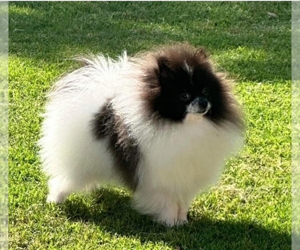 Medium Photo #1 Pomeranian Puppy For Sale in BLANCHARD, OK, USA
