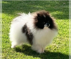 Mother of the Pomeranian puppies born on 03/23/2025
