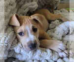 Small #17 Mutt