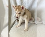 Small Photo #5 Siberian Husky Puppy For Sale in ORANGE, CA, USA