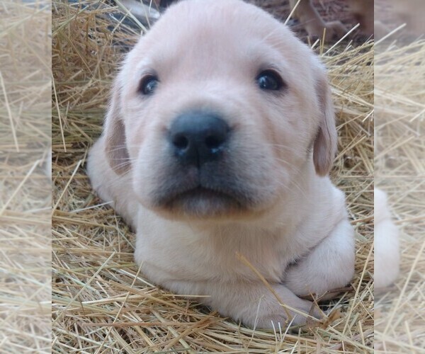 Medium Photo #4 Labrador Retriever Puppy For Sale in COEUR D ALENE, ID, USA