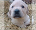 Small Photo #4 Labrador Retriever Puppy For Sale in COEUR D ALENE, ID, USA