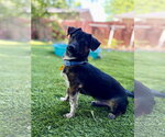 Small #1 Chiweenie