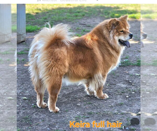 Medium Photo #1 Chow Chow Puppy For Sale in NORTH HILLS, CA, USA