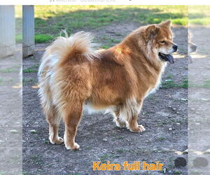 Chow Chow Dog for Adoption in NORTH HILLS, California USA