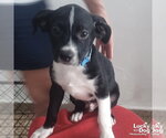 Small Mutt