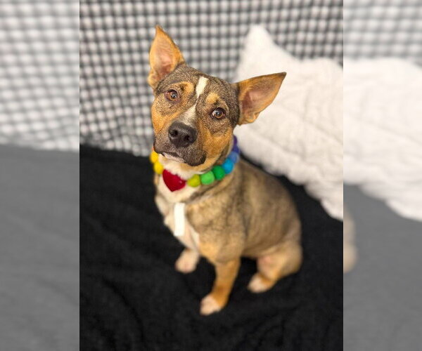 Medium Photo #2 Mutt Puppy For Sale in Lakewood, CO, USA