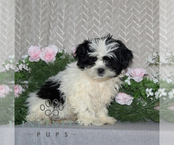 Medium Photo #2 Shih Tzu Puppy For Sale in RISING SUN, MD, USA