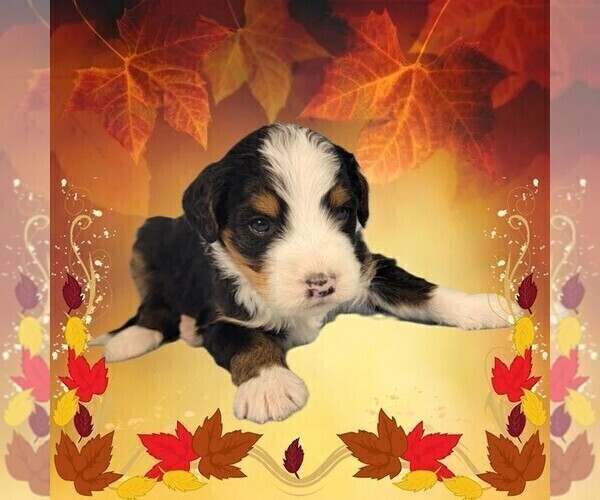 Medium Photo #3 Bernedoodle Puppy For Sale in BLACK FOREST, CO, USA