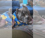 Small #6 Bulldog Mix