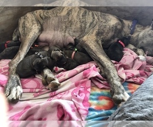 Mother of the Great Dane puppies born on 01/02/2022