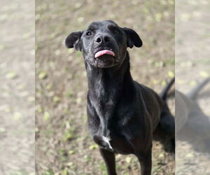 Andy - Male Labrador Retriever-Unknown Mix Dog for Adoption - Photo #4