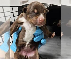 Mutt Dogs for adoption in Bakersfield, CA, USA