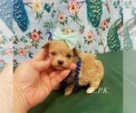 Small Maltipoo