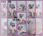 Small #6 Great Dane