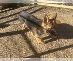 Small Photo #8 German Shepherd Dog Puppy For Sale in LOGAN, OH, USA