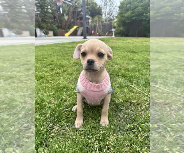 Medium Photo #3 Pug-Shih Tzu Mix Puppy For Sale in San Diego, CA, USA