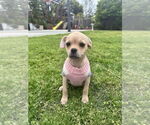 Small #2 Pug-Shih Tzu Mix