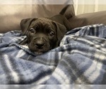 Small Photo #73 American Bully Puppy For Sale in REESEVILLE, WI, USA