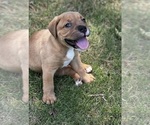 Puppy Buck Olde English Bulldogge