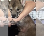 Puppy Hyena Siberian Husky