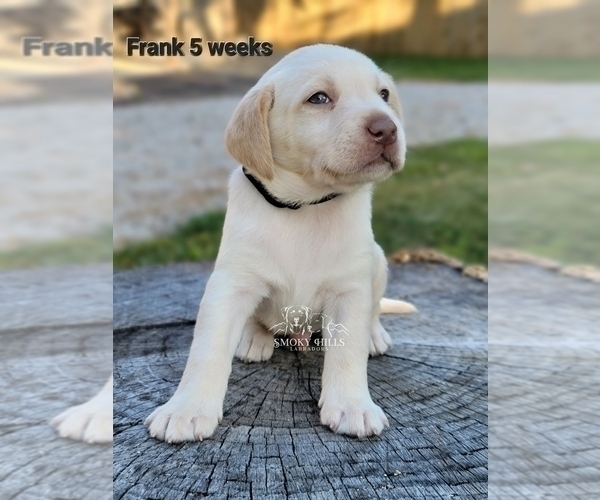 Medium Photo #22 Labrador Retriever Puppy For Sale in POCAHONTAS, IL, USA