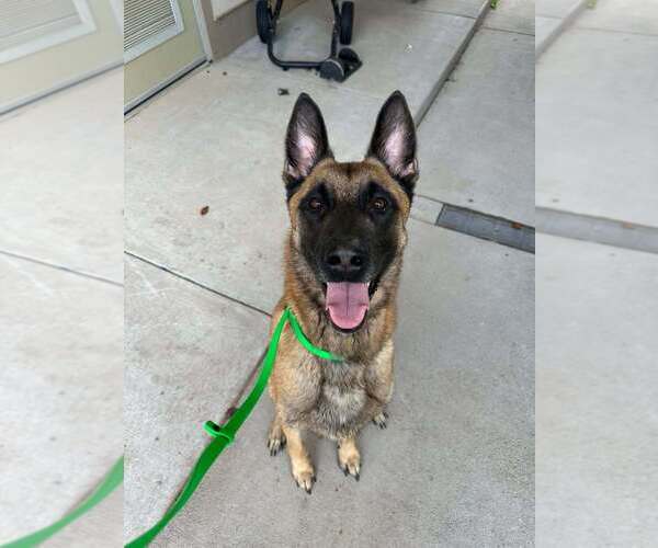 Medium Photo #2 Mutt Puppy For Sale in Imlay City, MI, USA