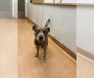 Catahoula Leopard Dog-Unknown Mix Dogs for adoption in Martinez, CA, USA