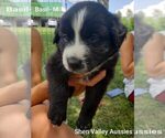 Small Photo #1 Australian Shepherd Puppy For Sale in HARRISONBURG, VA, USA