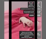Image preview for Ad Listing. Nickname: Dolly