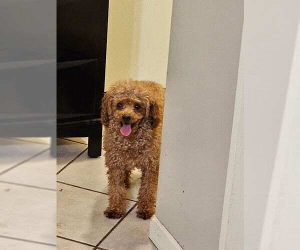 Medium Photo #1 Poodle (Miniature) Puppy For Sale in Fort Wayne, IN, USA