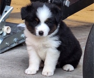 Miniature Australian Shepherd Puppy for sale in POPLARVILLE, MS, USA