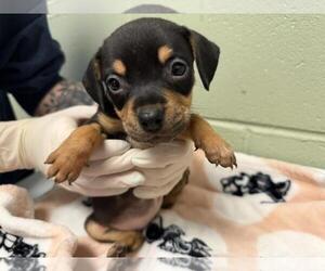 Doberman Pinscher-Unknown Mix Dogs for adoption in Tulsa, OK, USA