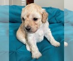 Puppy 1 Aussiedoodle-Poodle (Toy) Mix