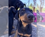 Small #2 Doberman Pinscher