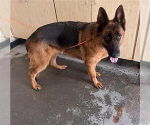 German Shepherd Dog Dogs for adoption in Camarillo, CA, USA