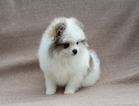 Small Photo #5 Pomeranian Puppy For Sale in WEST PALM BEACH, FL, USA