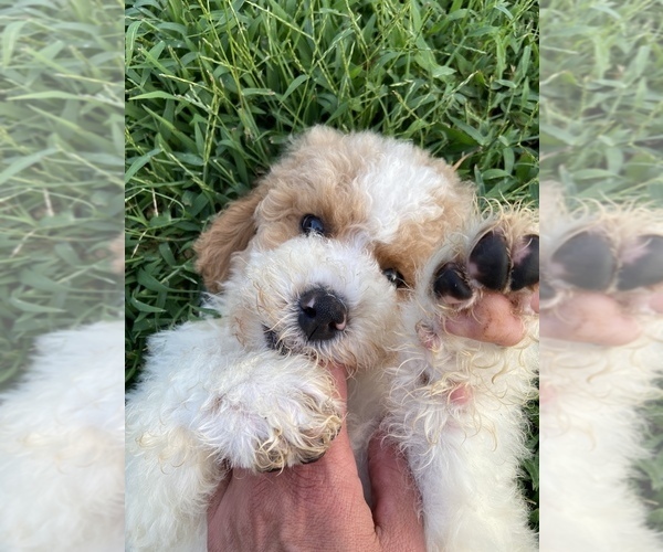 Medium Photo #15 Goldendoodle Puppy For Sale in FALMOUTH, VA, USA