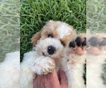 Small Photo #15 Goldendoodle Puppy For Sale in FALMOUTH, VA, USA