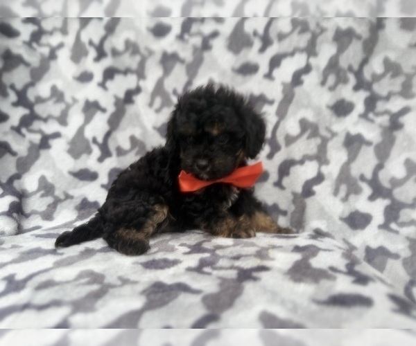 Medium Photo #9 Cavapoo (Miniature) Puppy For Sale in LAKELAND, FL, USA