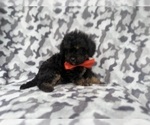 Small #8 Cavapoo (Miniature)