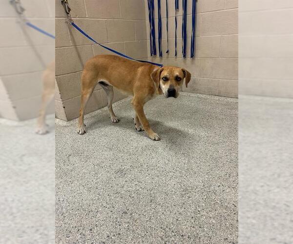 Medium Photo #1 Labrador Retriever-Unknown Mix Puppy For Sale in Conroe, TX, USA